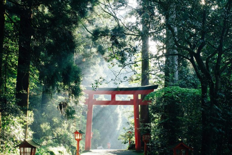 Un tori dans la foret baigné par le soleil